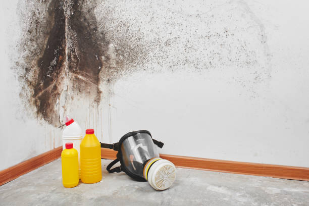 Best Certified Mold Removal  in Kurtistown, HI