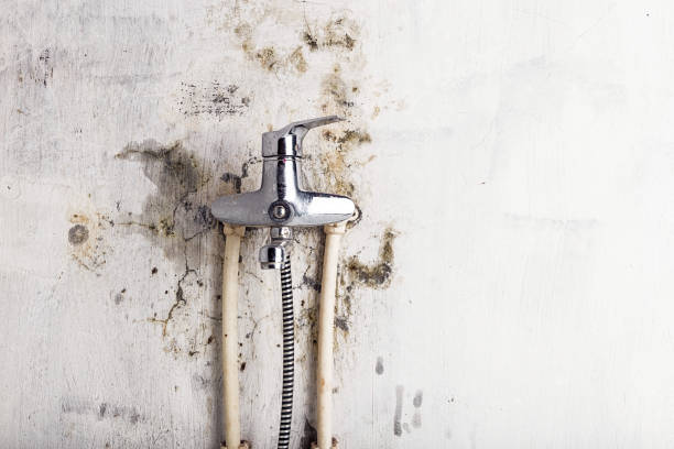 Best Home Mold Removal  in Kurtistown, HI
