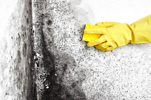 Best Mold Removal Near Me  in Kurtistown, HI