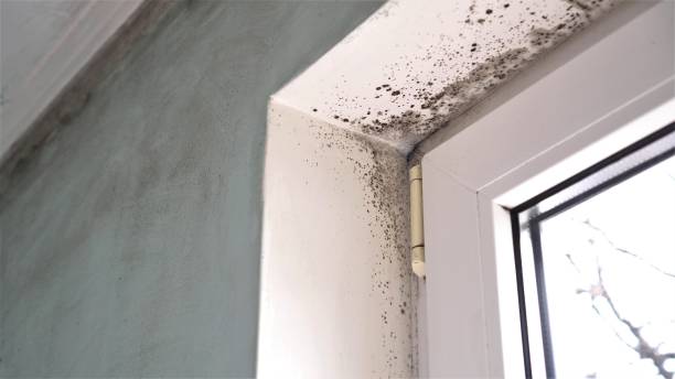 Best Fast Mold Removal  in Kurtistown, HI