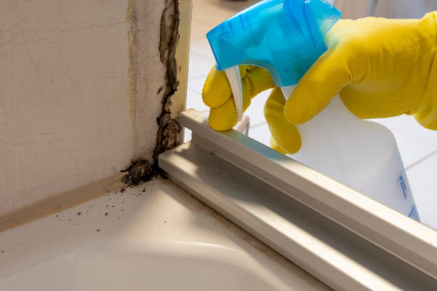 Professional Mold Removal in Kurtistown, HI