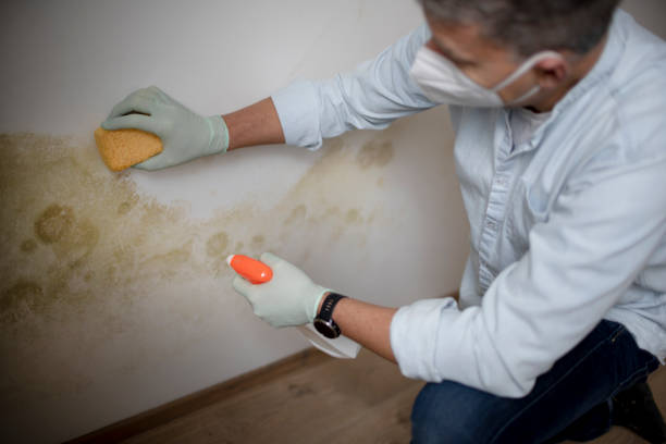 Best Home Mold Removal  in Kurtistown, HI