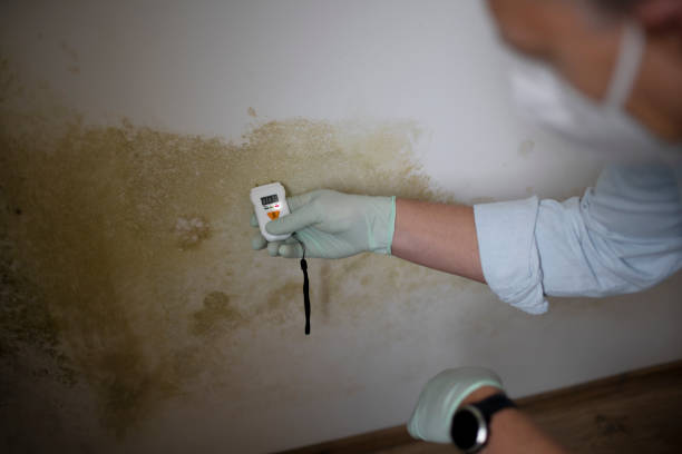Attic Mold Removal in Kurtistown, HI