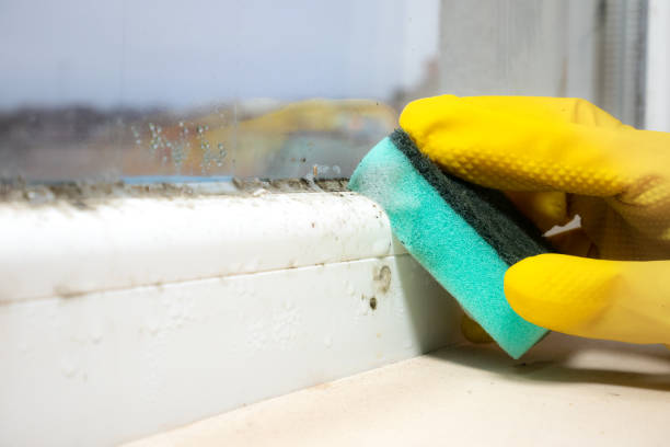 Best Emergency Mold Removal  in Kurtistown, HI