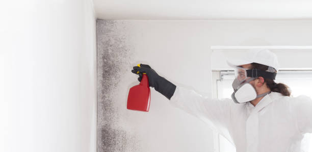 Best Affordable Mold Removal  in Kurtistown, HI