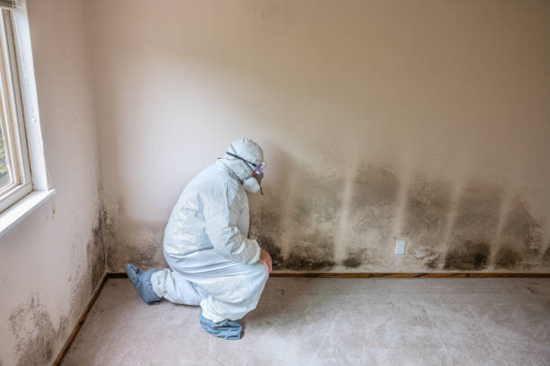 Best Commercial Mold Removal  in Kurtistown, HI
