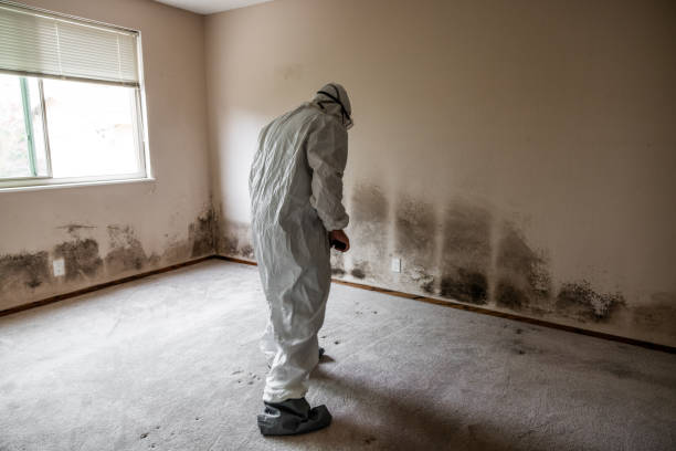 Best Mold Remediation  in Kurtistown, HI