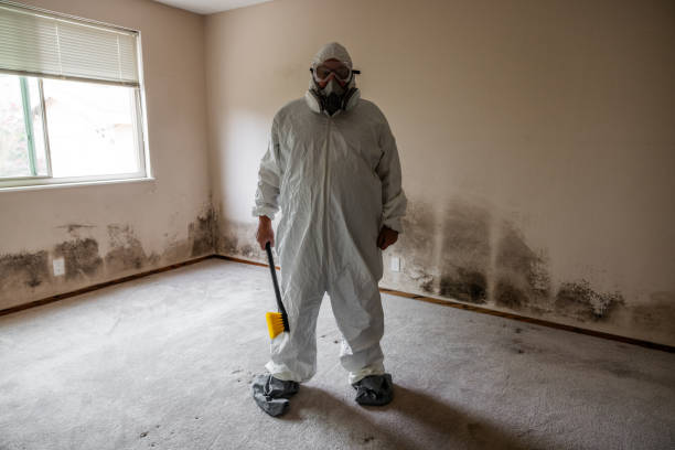 Best Mold Removal Near Me  in Kurtistown, HI