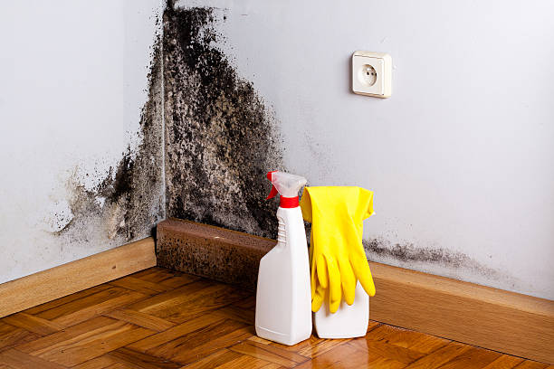 Best Professional Mold Removal  in Kurtistown, HI