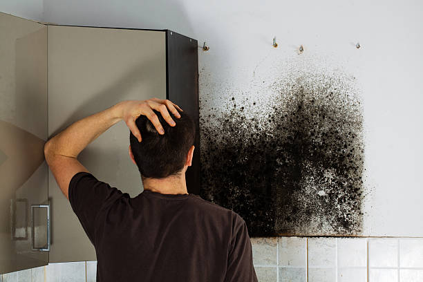 Best Toxic Mold Removal  in Kurtistown, HI